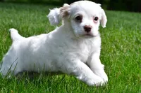cj, a male Cocker Spaniel for sale in Sugarcreek, OH – 2 of 8