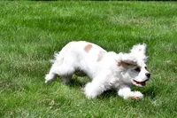 cj, a male Cocker Spaniel for sale in Sugarcreek, OH – 8 of 8
