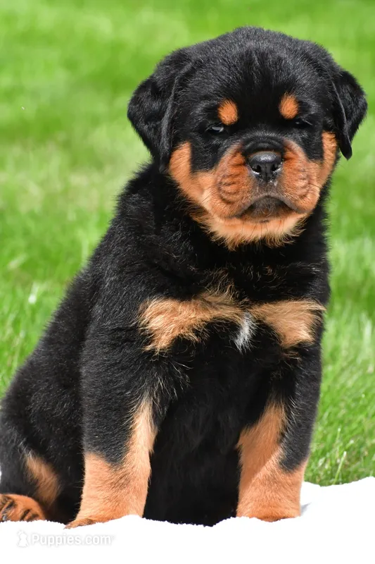 blake – Rottweiler puppy for sale in Sugarcreek, OH