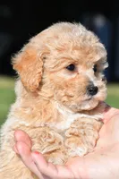 mila, a female Bichpoo for sale in Sugarcreek, OH – 6 of 8