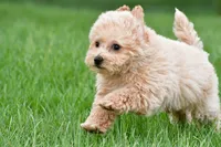 benny, a male Bichpoo for sale in Sugarcreek, OH – Photo 3 of 5