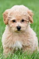 benny, a male Bichpoo for sale in Sugarcreek, OH – Photo 1 of 5