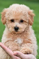 benny, a male Bichpoo for sale in Sugarcreek, OH – Photo 4 of 5