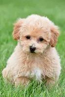 benny, a male Bichpoo for sale in Sugarcreek, OH – Photo 2 of 5