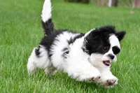 lincoln, a male Shihpoo for sale in Sugarcreek, OH – Photo 4 of 5