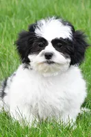 lincoln, a male Shihpoo for sale in Sugarcreek, OH – Photo 1 of 5