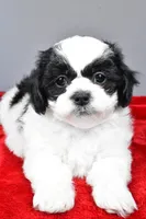 lincoln, a male Shihpoo for sale in Sugarcreek, OH – Photo 4 of 6