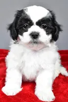 lincoln, a male Shihpoo for sale in Sugarcreek, OH – Photo 2 of 6