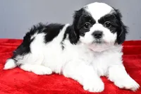 lincoln, a male Shihpoo for sale in Sugarcreek, OH – Photo 5 of 6