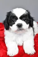 lincoln, a male Shihpoo for sale in Sugarcreek, OH – Photo 6 of 6