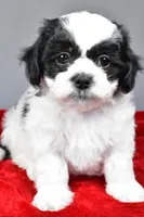 lincoln, a male Shihpoo for sale in Sugarcreek, OH – Photo 1 of 6