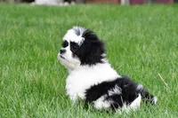 lincoln, a male Shihpoo for sale in Sugarcreek, OH – Photo 5 of 5