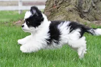 lincoln, a male Shihpoo for sale in Sugarcreek, OH – Photo 3 of 5