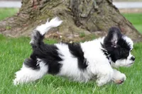 lincoln, a male Shihpoo for sale in Sugarcreek, OH – Photo 2 of 5