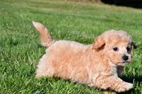tanner, a male Bichpoo for sale in Sugarcreek, OH – 4 of 7