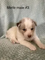 Snowball, a male Australian Shepherd for sale in Bluffs, IL – Photo 1 of 3