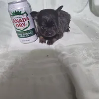 Hope, a female Chihuahua for sale in Watertown, TN – Photo 2 of 4