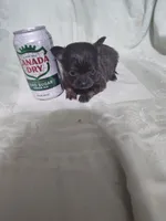 Hope, a female Chihuahua for sale in Watertown, TN – Photo 2 of 4