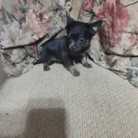 Hope, a female Chihuahua for sale in Watertown, TN – Photo 1 of 4