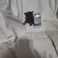 Hope, a female Chihuahua for sale in Watertown, TN – Photo 4 of 4