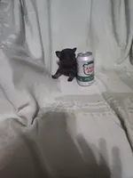 Hope, a female Chihuahua for sale in Watertown, TN – Photo 4 of 4