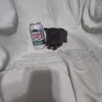 Hope, a female Chihuahua for sale in Watertown, TN – Photo 3 of 4