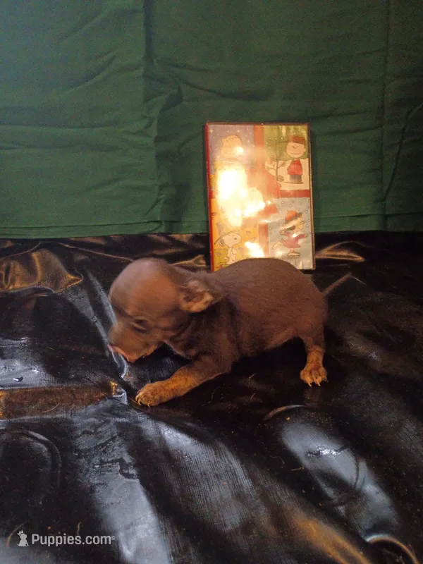 Storm – Chihuahua puppy for sale in Trenton, FL