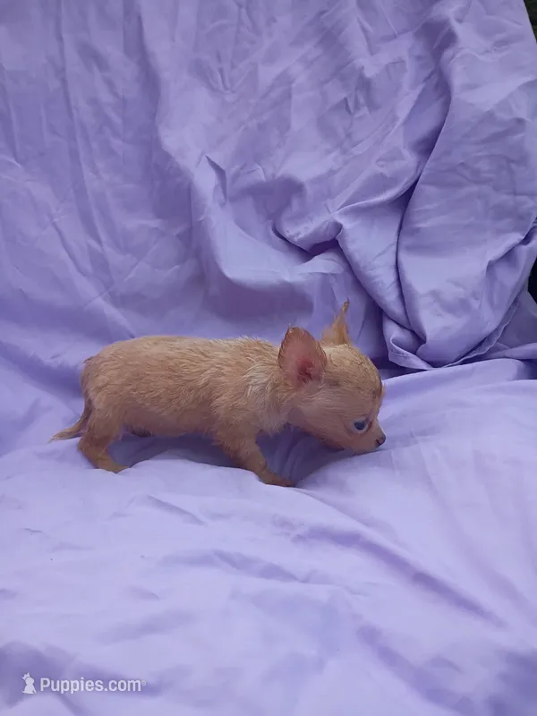 Dawn  – Chihuahua puppy for sale in Trenton, FL