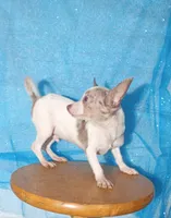 Rebel, a male Chihuahua for sale in Trenton, FL – 2 of 2