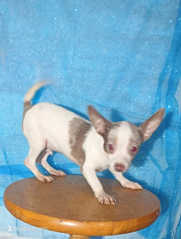 Rebel – Chihuahua puppy for sale in Trenton, FL