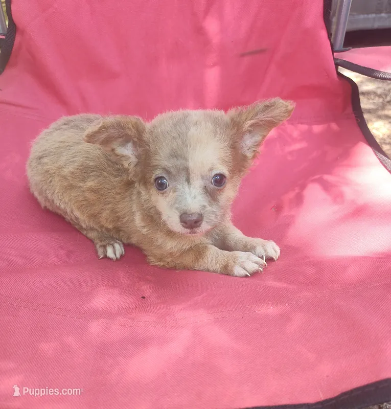 Diana girl 2, a female Chihuahua for sale in Trenton, FL – 1 of 1