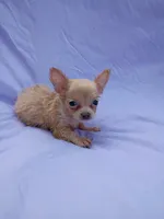 Dawn , a female Chihuahua for sale in Trenton, FL – 2 of 2