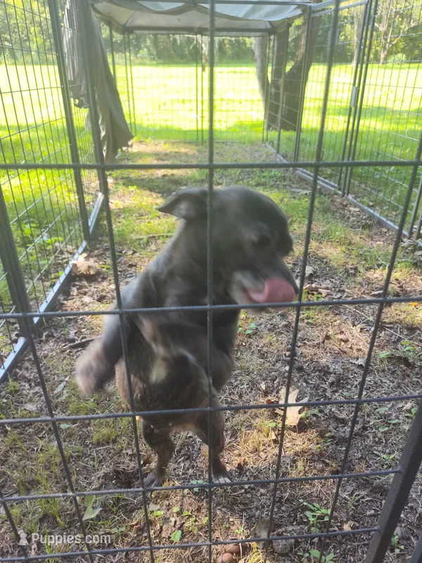 Ananni  – Chihuahua puppy for sale in Trenton, FL
