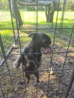 Ananni , a female Chihuahua for sale in Trenton, FL – 1 of 1