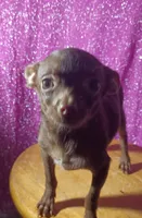 Camilla , a female Chihuahua for sale in Trenton, FL – 1 of 2
