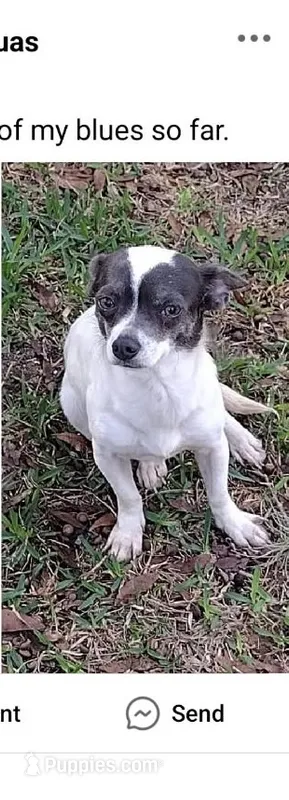 Hella  – Chihuahua puppy for sale in Trenton, FL