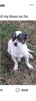 Hella , a female Chihuahua for sale in Trenton, FL – 1 of 1