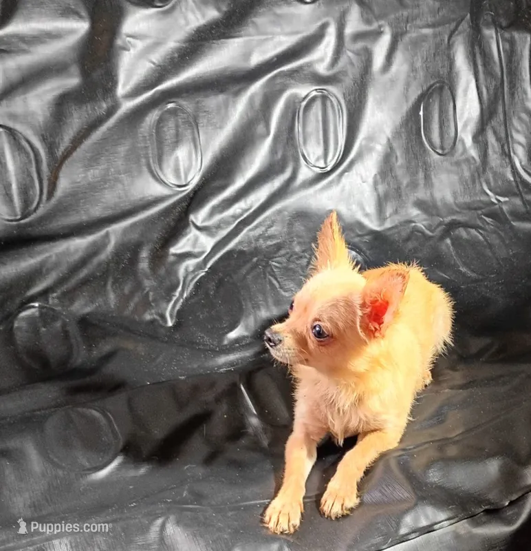Pooh Bear  – Chihuahua puppy for sale in Trenton, FL