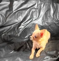 Pooh Bear , a male Chihuahua for sale in Trenton, FL – 1 of 2