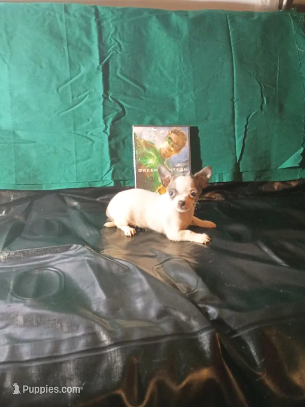 Handsome  – Chihuahua puppy for sale in Trenton, FL