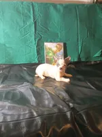 Handsome , a male Chihuahua for sale in Trenton, FL – 1 of 1