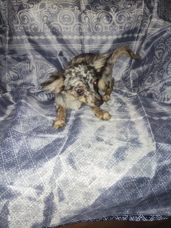 Skittles  – Chihuahua puppy for sale in Watertown, TN