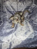 Skittles , a male Chihuahua for sale in Trenton, FL – 1 of 1