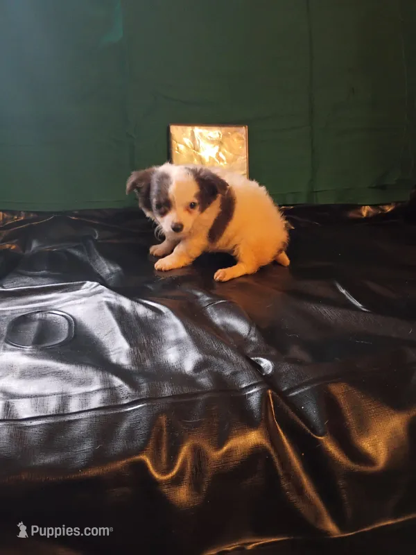 Pretty  – Chihuahua puppy for sale in Trenton, FL