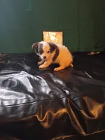 Pretty , a female Chihuahua for sale in Trenton, FL – 1 of 1