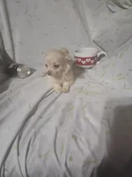 Amaris , a female Chihuahua for sale in Watertown, TN – Photo 2 of 3