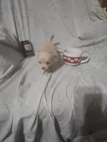 Amaris , a female Chihuahua for sale in Watertown, TN – Photo 3 of 3