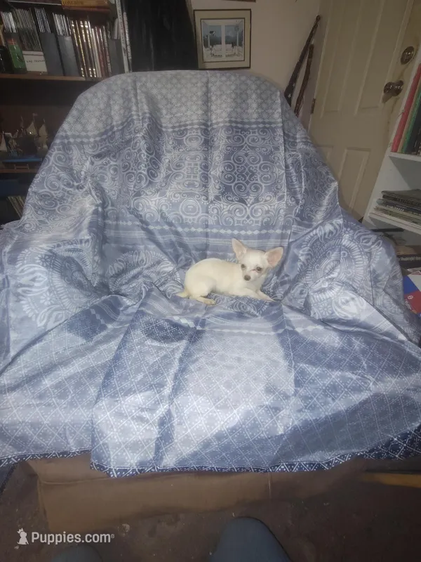 Missy – Chihuahua puppy for sale in Watertown, TN