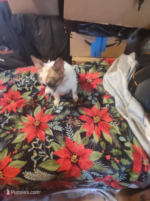 Casanova – Chihuahua puppy for sale in Trenton, FL