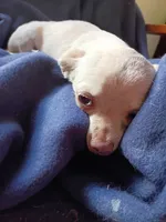 Hazell , a female Chihuahua for sale in Trenton, FL – 2 of 2